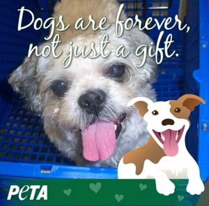 Meet your Posher, Patricia